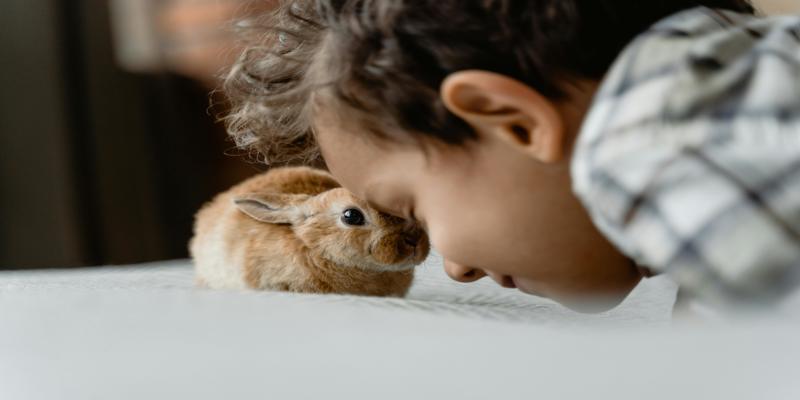 A child with a rabbit

Description automatically generated