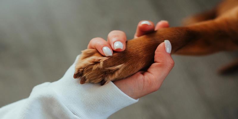 A person holding a dog's paw

Description automatically generated