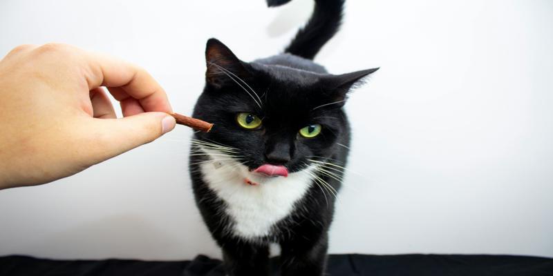 A cat with its tongue out

Description automatically generated