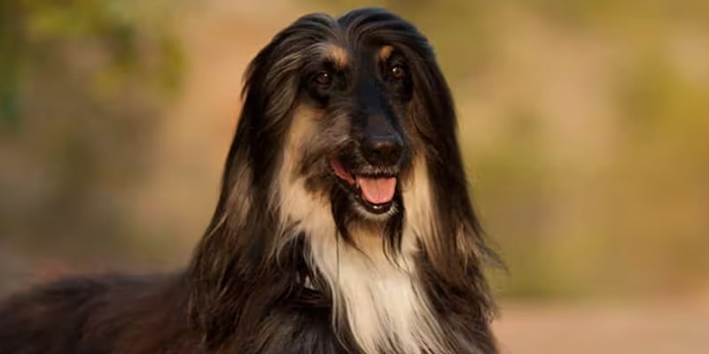 A dog with long hair

Description automatically generated