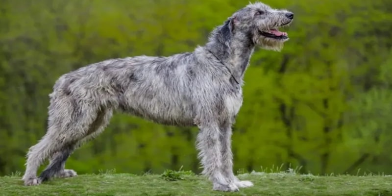 A dog standing on grass

Description automatically generated