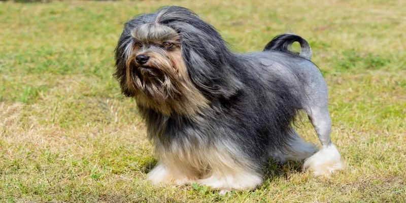 A dog standing on grass
Description automatically generated