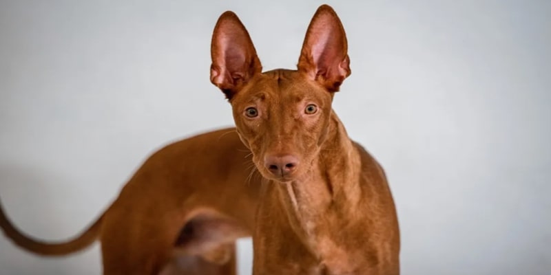 A brown dog with pointy ears
Description automatically generated