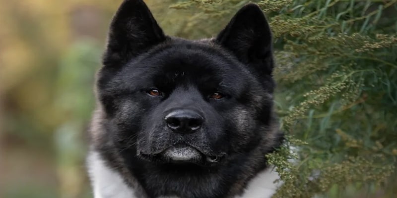 A black and white dog
Description automatically generated