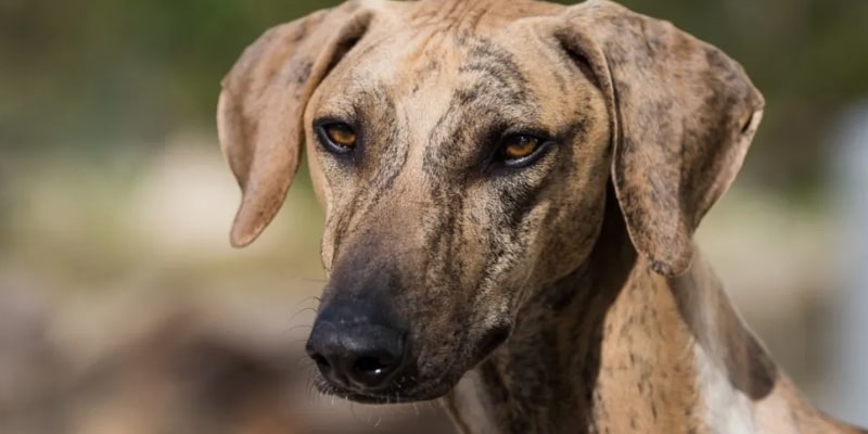 A dog with a dirty face
Description automatically generated