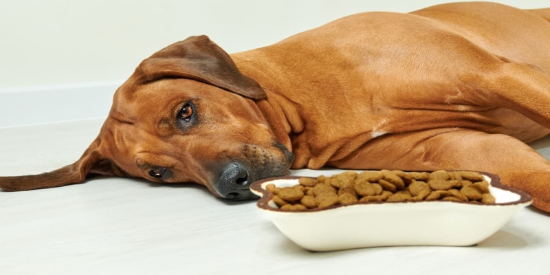 A dog lying on the floor next to a bowl of food

Description automatically generated