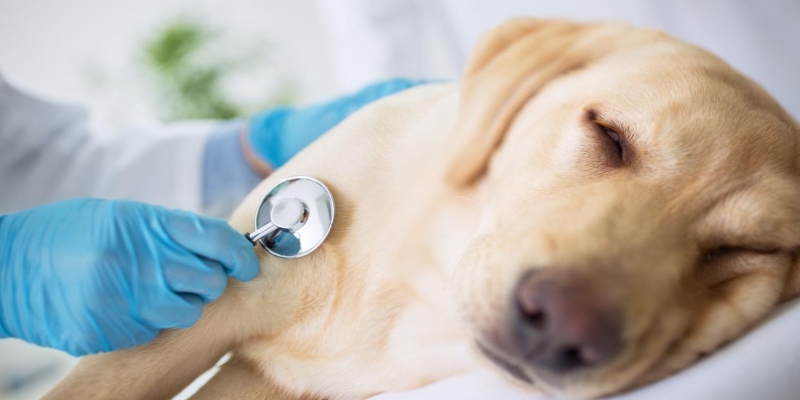 A dog being checked by a veterinarian
Description automatically generated
