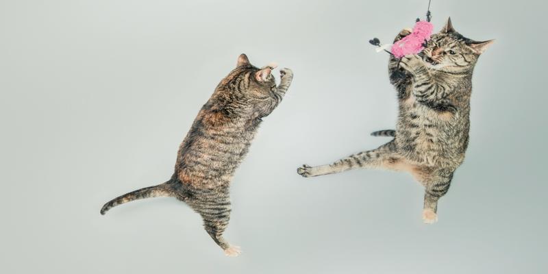 Two cats playing with a toy
Description automatically generated